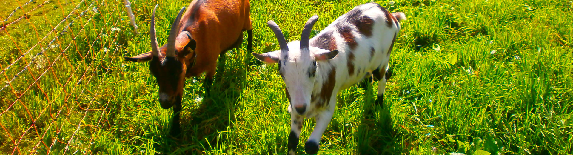 Zeigen Tiere Bauernhof