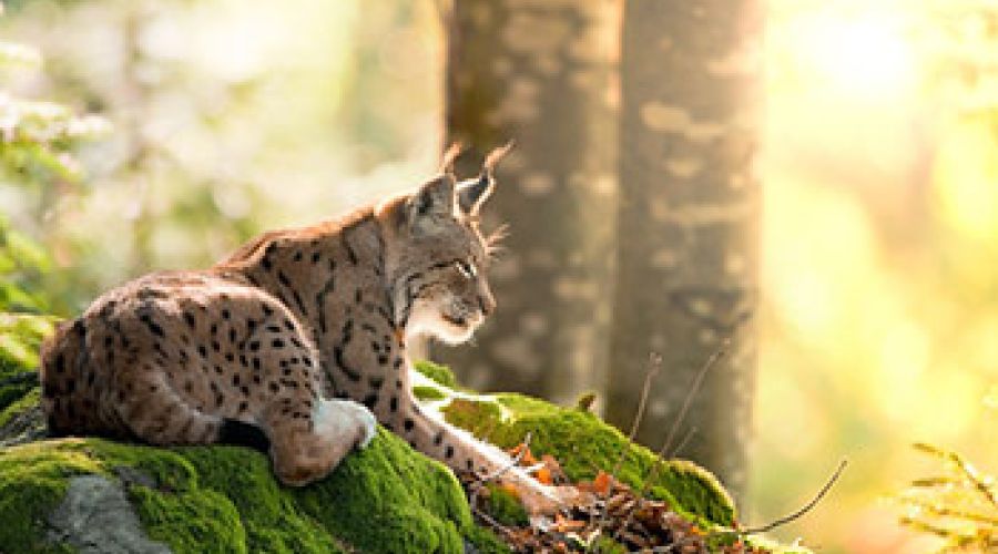 Wild- und Freizeitpark Ferleiten